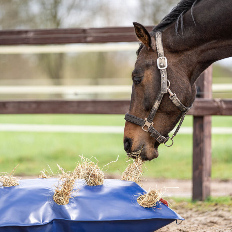 Horse Originals - DaKo Fotografie (Webformaat) 08