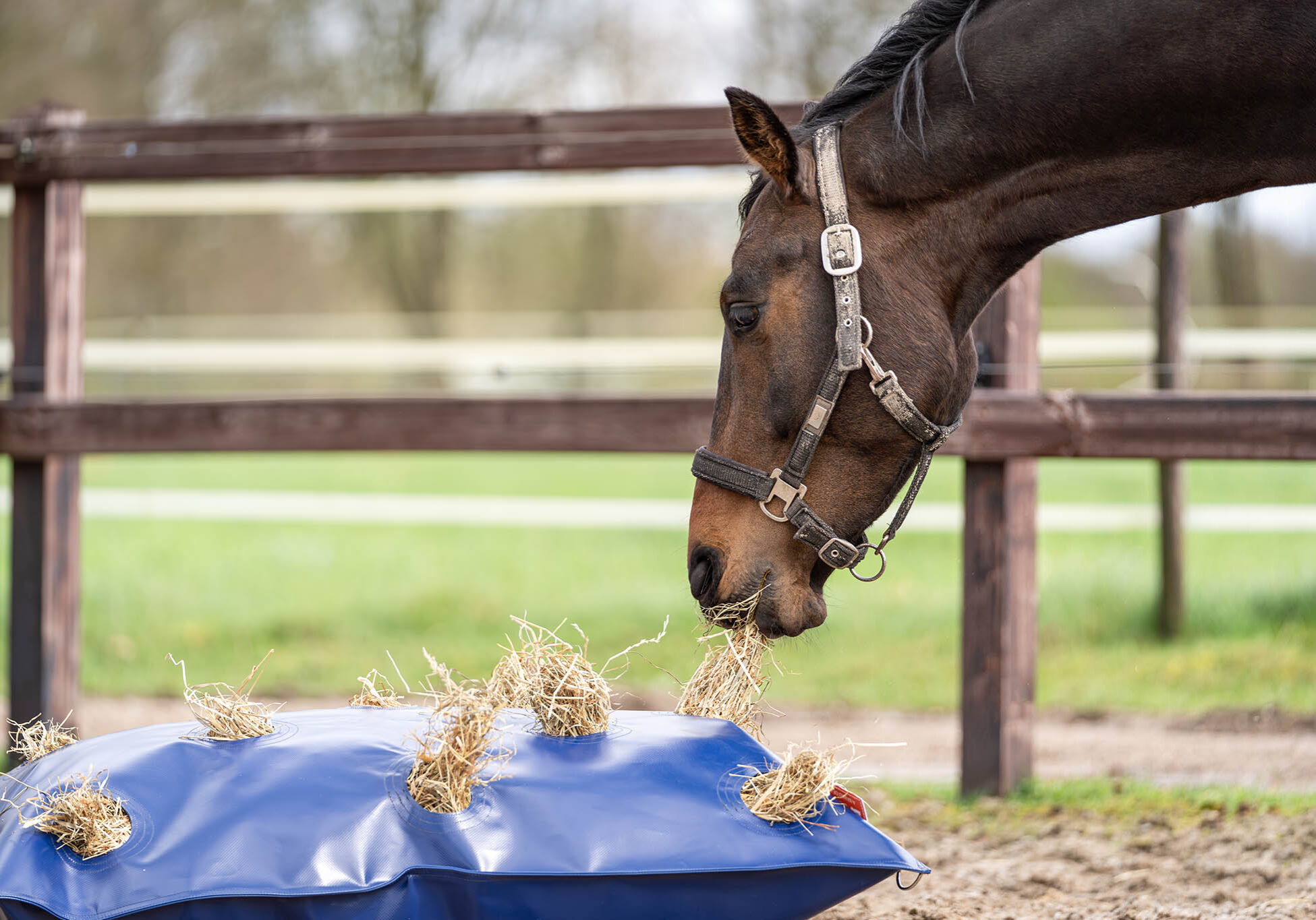 Horse Originals - DaKo Fotografie (Webformaat) 08 Horse Originals - DaKo Fotografie (Webformaat) 08