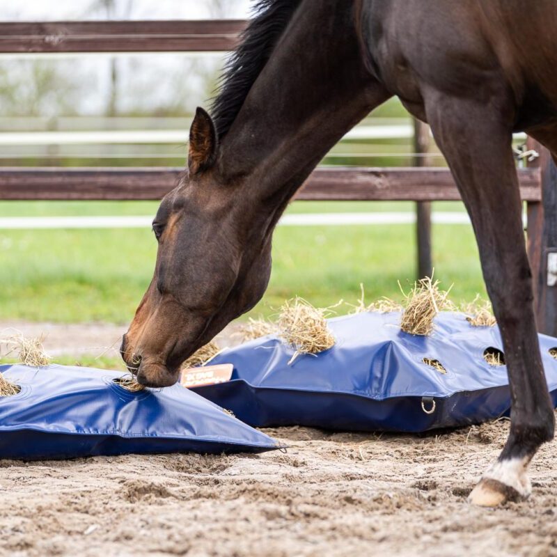 Horse Originals - DaKo Fotografie (Webformaat) 10